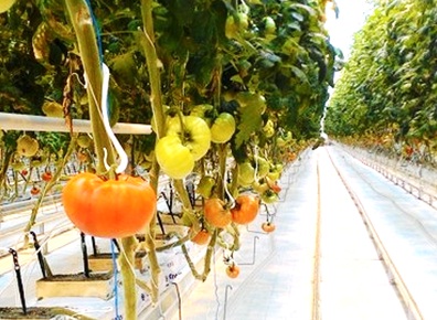 защита растений, учёные СПбГАУ, помидоры