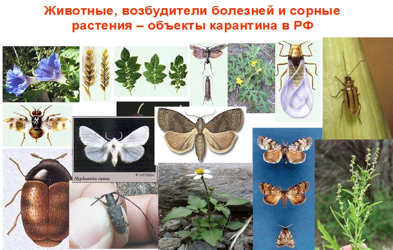 СПбГАУ, насекомые, карантин растений, защита растений