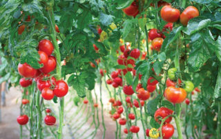 помидоры, защита растений, производство, СПбГАУ