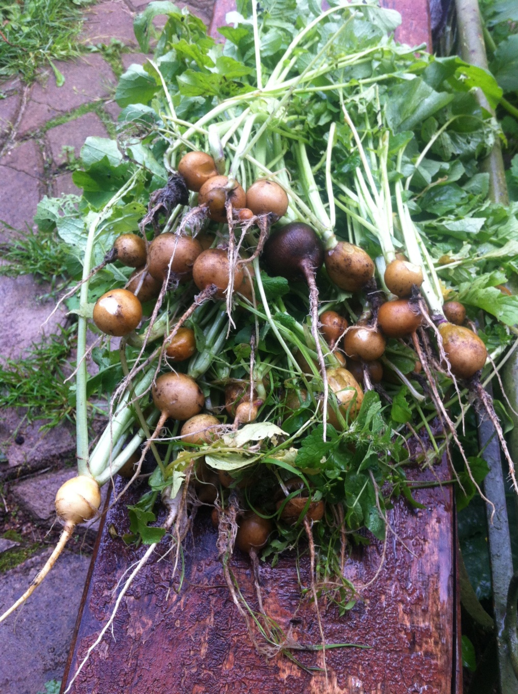 Дипломная работа: Влияние приёмов культивирования на формирование урожая ранних сортов картофеля