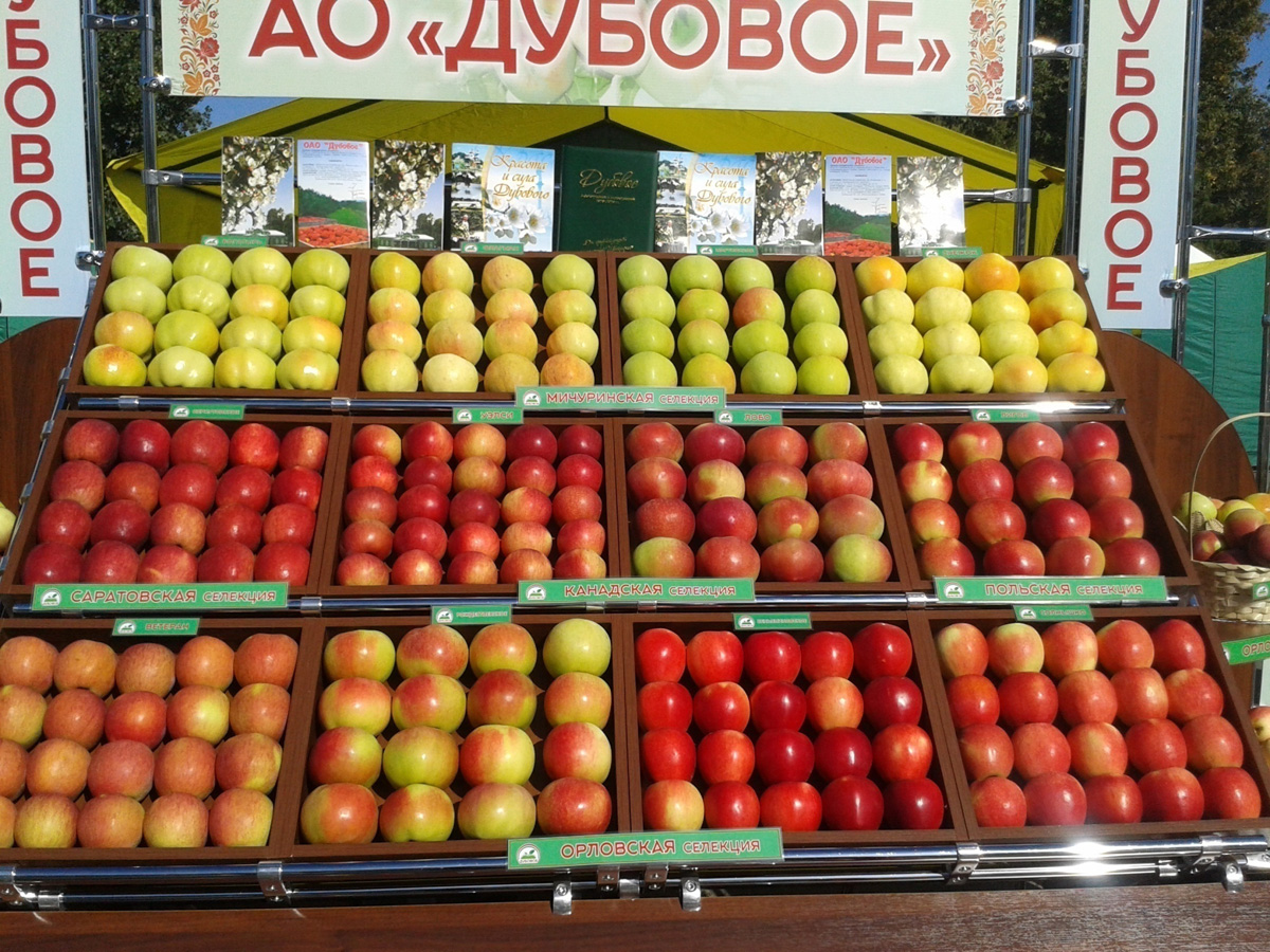 садовод саженцы. саженцы в нижнем новгороде. садоводов 52. надо ли окучивать помидоры. садоводов 52.