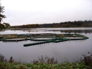 лосось, водные биоресурсы, СПбГАУ, рыбоводство