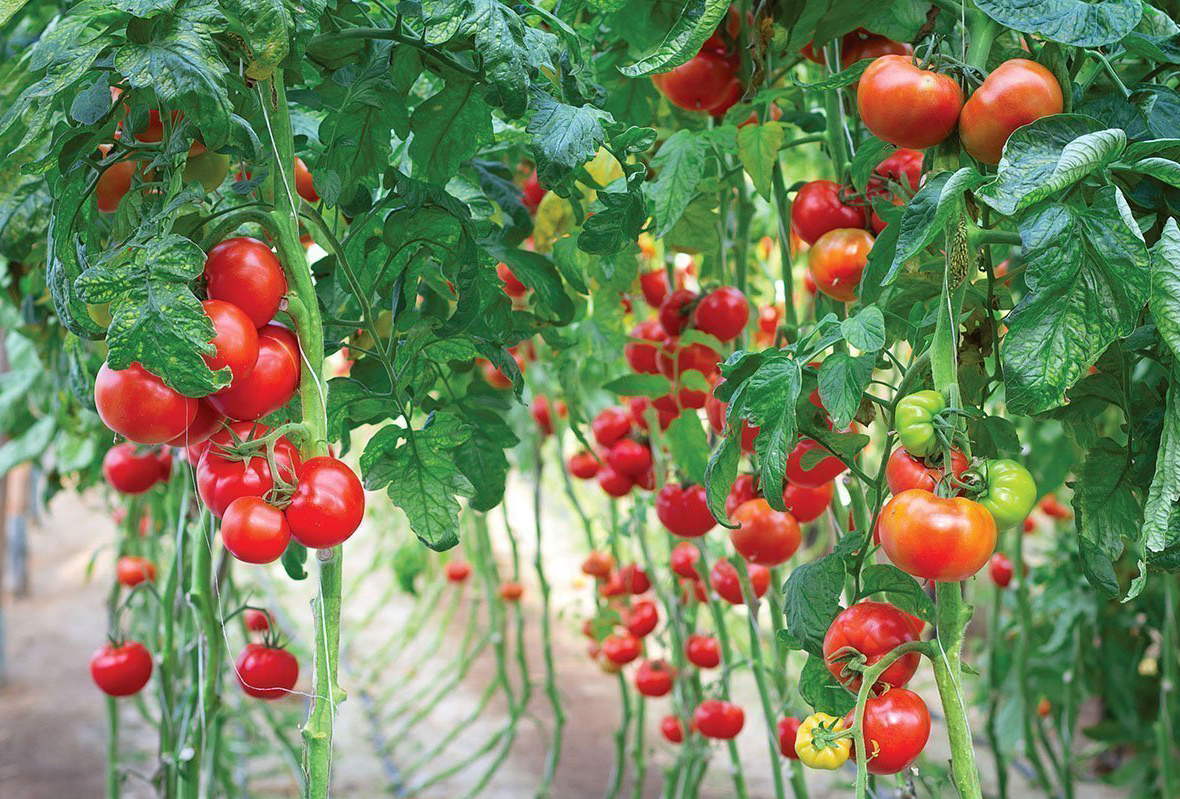 помидоры, защита растений, производство, СПбГАУ